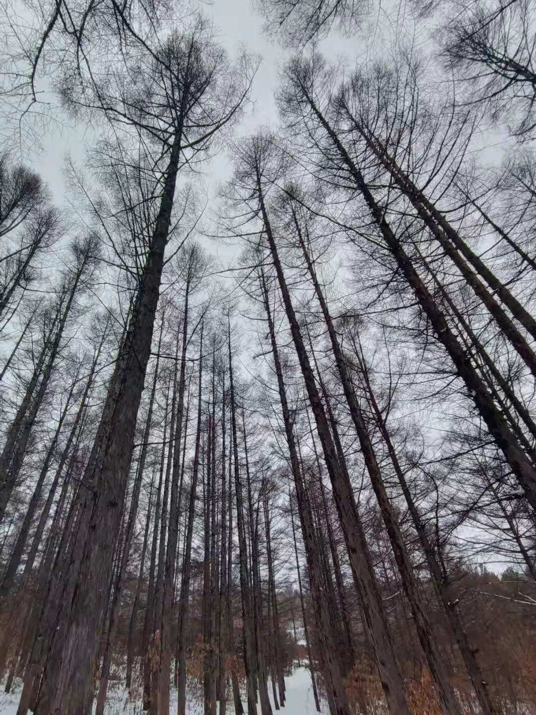 抚远西山松林雪景图片