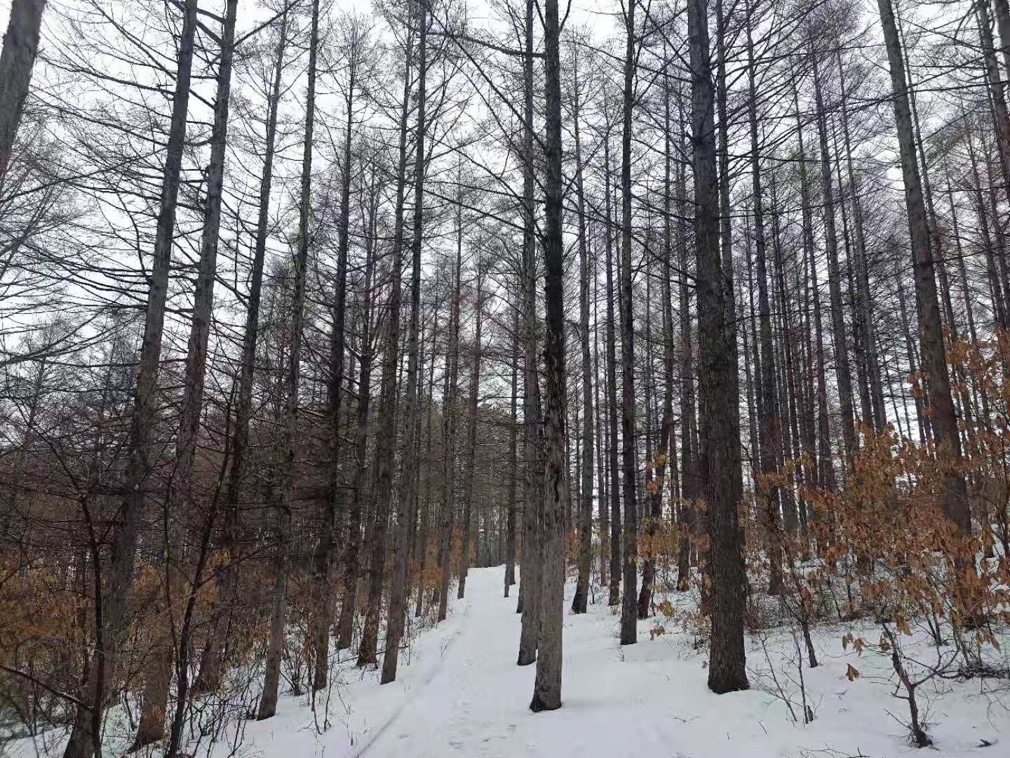 抚远西山松林雪景图片