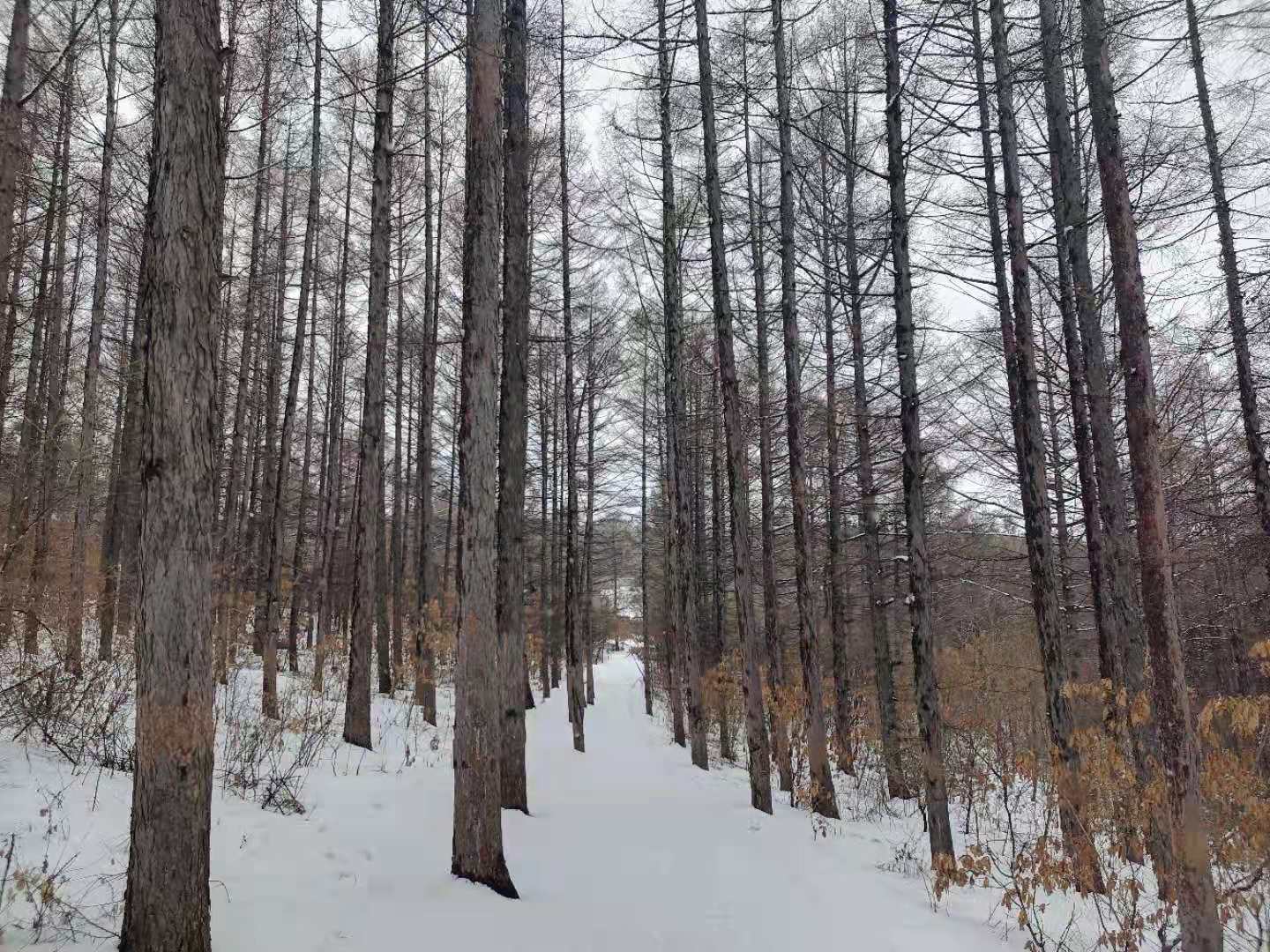 抚远西山松林雪景图片