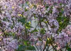 丁香花是哈尔滨的市花 哈尔滨市花丁香花的来历丁香寓意花语